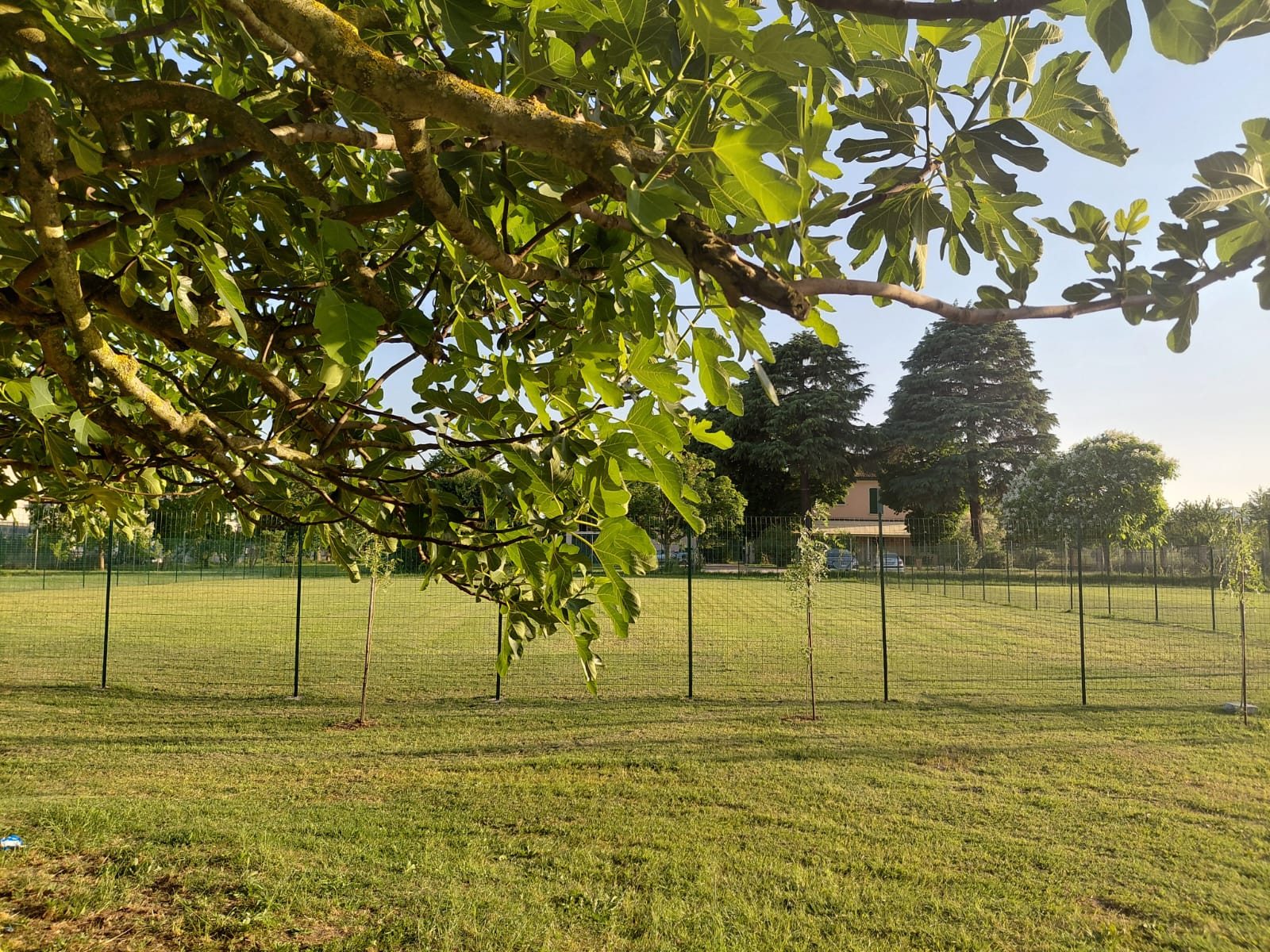 Il campo recintato di Amor Cani